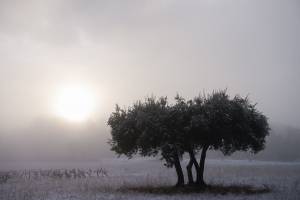Véronique LARRUE - LARRUE VERONIQUE